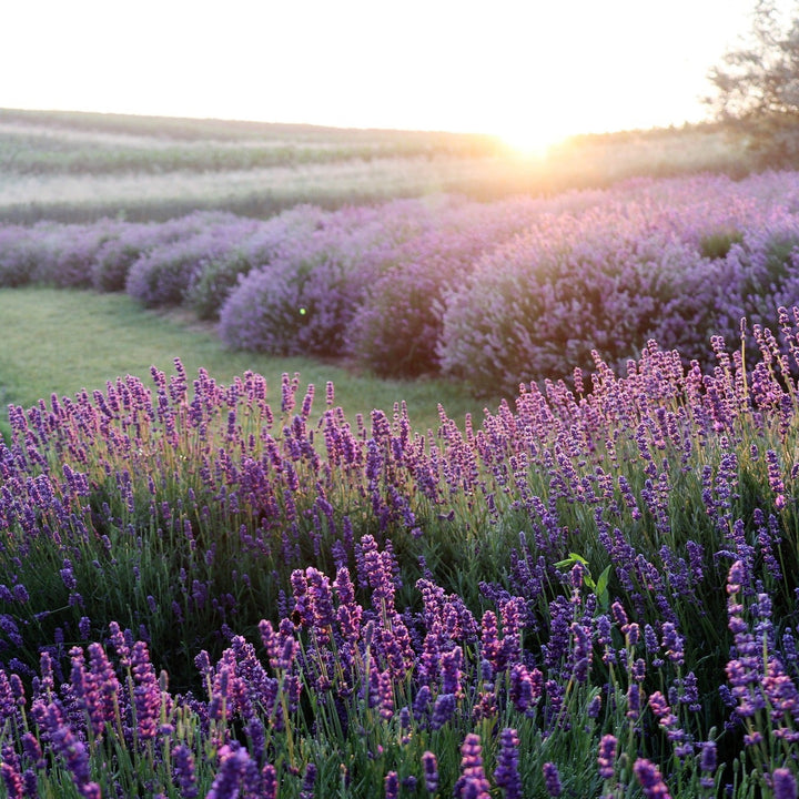 Lavendel ätherisches Öl BIO 10ml