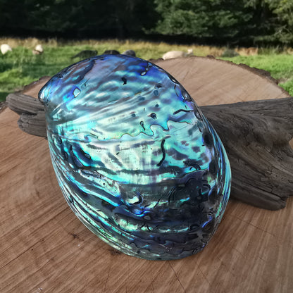 Sea opal (paua, abalone) shell 2