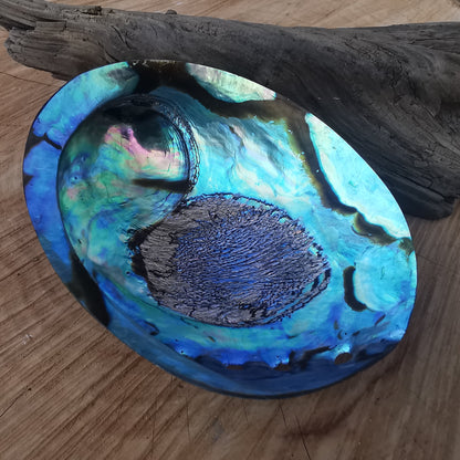 Seeopal (Paua, Abalone) Muschelschale 2