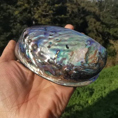 Sea opal (paua, abalone) shell 2