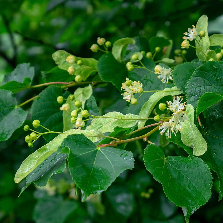 SOMMERLINDE  Tilia platyphyllos Knospenextrakt 30mi