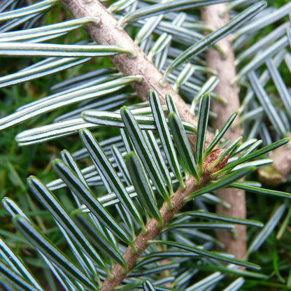 Weisstanne Knospenextrakt Themen: Wachstumsstörungen, Knochen & Knorpelaufbau, Knochenbrüche, Zahnfleischentzündungen, Karies, Zahnwechsel